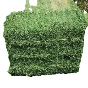 Alfalfa Grass Hay/ Alfalfa Hay <b>Pellets</b> for Animal Feed for Sale Bulk - Product Image 4