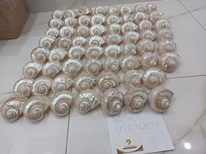 เปลือกหอยเทอร์โบสีเขียวทำความสะอาดผลิตภัณฑ์หัตถกรรมสำหรับเป็นของที่ระลึก - Product Image 2