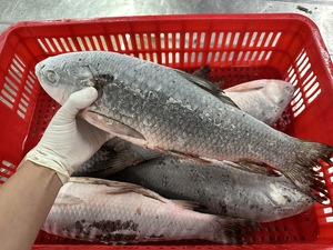 Poisson Rohu Congelé IQF Entier / Qualité Supérieure avec une Durée de Conservation de 12 Mois - Product Image 2