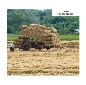 Animal feed rice paddy straw hay - cheap sale low price NON - GMO rice hay ready for exporting from Vietnam country Helen model