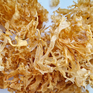 Premium quality dry sea <b>moss</b> wholesale cheapest price eucheuma cottonii seaweeds provided from best supplier - Product Image 6