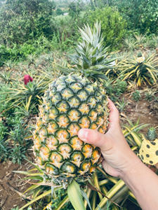 Piña fresca y jugosa para exportación desde Vietnam, fruta tropical dulce de primera calidad, proveedor mayorista - Product Image 4