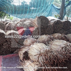 วัสดุที่ดีที่สุดผักตบชวาดิบ/แห้งน้ำผักตบชวาสำหรับเฟอร์นิเจอร์หัตถกรรมจากเวียดนาม/คุณภาพสูง /mr.kevin + 84968311314 - Product Image 6