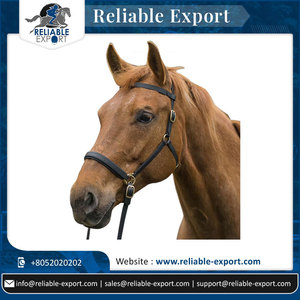 Bride de sangle enduite de PVC de cheval équestre rembourré doux et durable de la plus haute qualité avec serre-tête confortable Fabricant en gros - Product Image 2