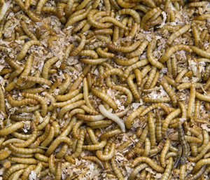 Gusanos de la Harina Secos de Alta Calidad y Alto Contenido Proteico / Gusanos de la Harina / Soldado Negro en VIETNAM // PRECIO ECONÓMICO 2025 - Product Image 5