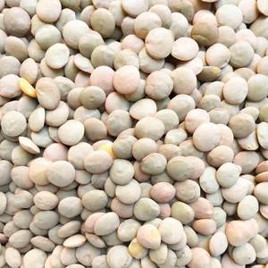 Buy Cheap Green <b>Lentils</b> High Quality Premium Supply Fast Delivery For Cooking Food Production International Export Wholesale Use - Product Image 4