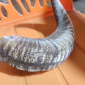 Cornes de chèvre pour chiens Corne d'agneau biologique en liberté Corne de bélier naturelle Shofar avec vente produit de bonne qualité - Product Image 1
