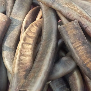 Good Quality Customized for Sale in Bulk <b>Buffalo</b> <b>Horn</b> and <b>Horn</b> Tip/OX Natural Quality OX and <b>Buffalo</b> <b>Horn</b> Tip for Sale at Price - Product Image 4