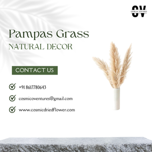 หญ้าแพมพัสขายส่งคุณภาพสูงสําหรับตกแต่งกิจกรรมโฮมออฟฟิศการจัดดอกไม้แห้งงานฝีมือ DIY - Product Image 4