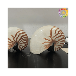 Conchas marinas Nautilus genuinas del exportador de Vietnam Artesanías naturales de alta calidad para el diseño del hogar - Product Image 3