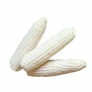 Maíz blanco de la mejor calidad a la venta, precio de fábrica, maíz blanco no OGM secado al aire, granos de maíz blanco - Product Image 6