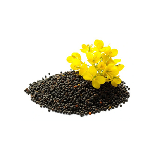 Semillas de canola al por mayor a granel listas para molinos de aceite y refinerías - Product Image 1