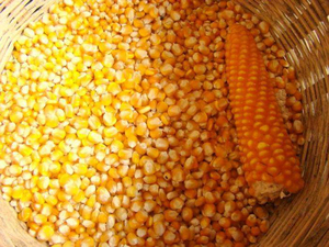 SEMBRAS ENTERAS MAÍZ ALIMENTACIÓN ANIMAL/MAÍZ AMARILLO SECAS - Product Image 5