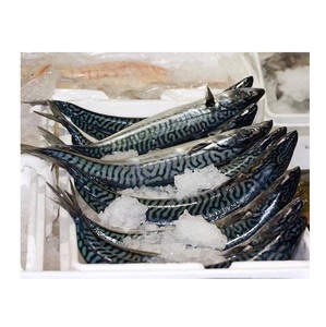 Vendedor mayorista de pescado macarela española entera congelada a precio económico - Product Image 1