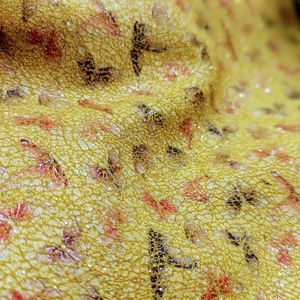 Long lanh bướm in 3D long lanh bướm hiệu ứng bò da-Lấp Lánh kết thúc sang trọng Giày Túi & phụ kiện kho - Product Image 2