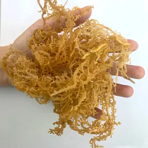 Golden sea moss dried food from the bottom of the ocean, delicious food that is nutritious for the body Tom