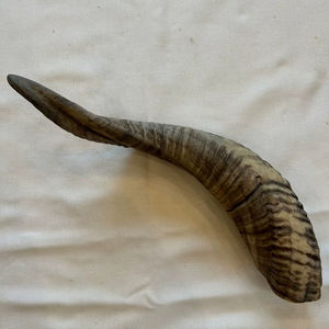 Cuernos de Oveja Reales, Cuernos Naturales Pulidos para Decoración y Manualidades, Alta Calidad - Product Image 1