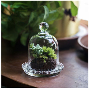 Terrario de Cristal Alto para Interiores y Exteriores, Decoración para el Hogar y el Jardín, Florero de Cristal, Decoración Rústica para Plantas de Musgo, Maceta de Cristal para Terrario - Product Image 6