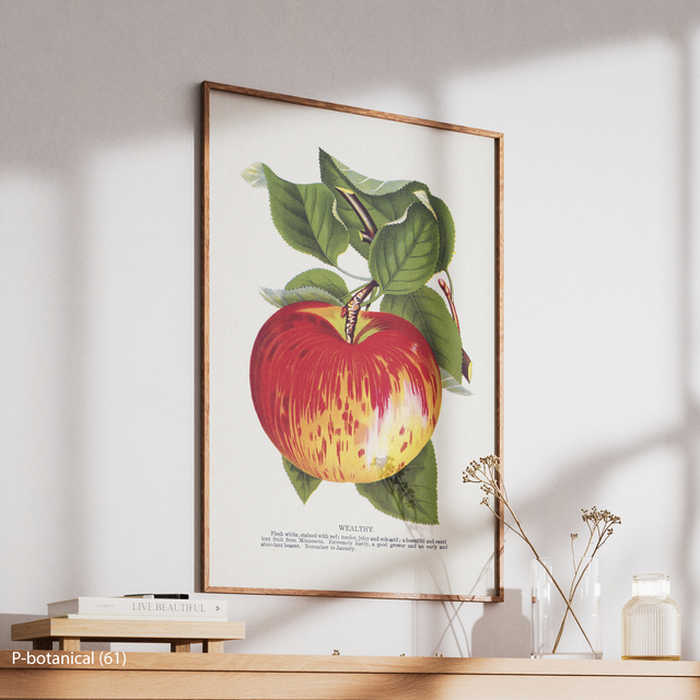 Red Apple Botanical Wall Art Canvas Print Modern Fruit Illustration Rustic Kitchen Decor Wood Frame