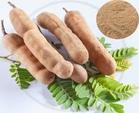 POLVO DE TAMARINDO SECO NATURAL CALIDAD PREMIUM PARA EXPORTACIÓN DISPONIBLE A PRECIO MUY BAJO