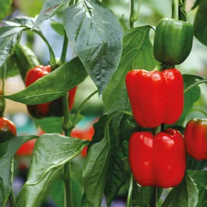 100% Italian Top Quality Ready To Use bell Pepper Bruschetta 190 gr