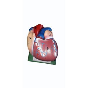 Modèle de cœur humain en PVC, mannequin anatomique pour la formation médicale et l'enseignement scolaire, modèle d'organe scientifique médical - Product Image 1