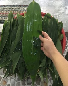 Fournisseur en gros de feuilles de bambou congelées pour les fabricants alimentaires mondiaux - Product Image 5