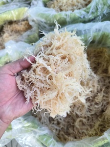 High Quality OEM Golden Sea Moss Dried Eucheuma Cottonii Seaweed, <b>Best</b> Price Wildcrafted Sun Dried Seamoss From Vietnam ANNA DO - Product Image 2