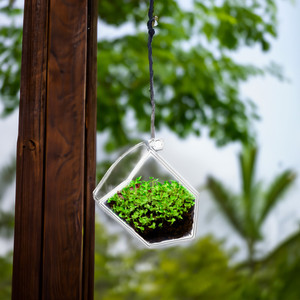 GET8001 - Terrario Geométrico Hexagonal de Vidrio sin Marco - 6 H (6 piezas) - Product Image 2