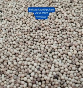 พริกไทยขาว630GL การแปรรูปดิบ Asta สะอาดจากเวียดนาม - Product Image 4