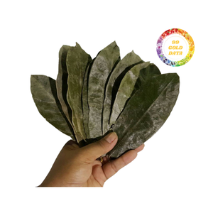 Daun Soursop kering dalam karton atau tas PE-tersedia dalam jumlah besar untuk distributor dan pembeli bahan