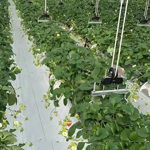 Esterilla de cubierta de tierra de hierba blanca para invernadero, tela de PE <span class=keywords><strong>PP</strong></span> tejida para jardín, barrera de hierba, tela de paisaje, alfombrilla de Control de malezas - Product Image 4