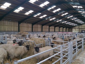 Sığır inek yetiştiriciliği çiftlik için prefabrik çelik yapı keçi koyun ahır sığır döken kurulumu kolay - Product Image 5