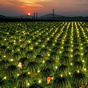 Reenhouse 5W 9W ighting Row fila ight para Dragon Ruit ererfect pecpectrum - Product Image 5