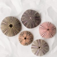 Mini pot de plantes décoratif naturel en coquille d'oursin le plus vendu à partir de petites coquilles de spoutnik océaniques