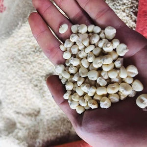 Semillas de Maíz Enceradas Secas Orgánicas de la Mejor Calidad para Cocina Saludable, Industria de Cereales y Snacks, Exportación a Granel y Venta al por Mayor - Product Image 1