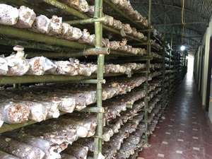 Champignons Shiitake Séchés Naturels du Vietnam, Champignons Entiers de Qualité Supérieure, Offre d'Exportation en Gros - Product Image 3