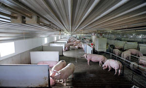 Kandang Babi Struktur Baja Bentang Lebar untuk Peternakan Babi Komersial di Daerah Pertanian Pedesaan - Product Image 5