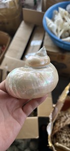 Vietnam Natural Turbo Seashell Handmade Eco Friendly Decorative Bulk Packaging - Product Image 4