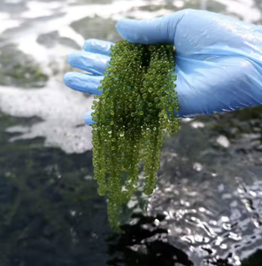 Raisins de mer de haute qualité best-seller pour l'alimentation et le bien-être - Product Image 5
