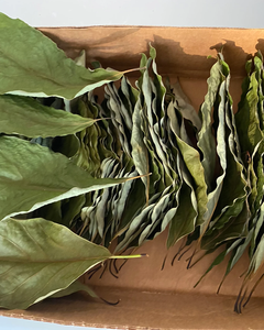 Hojas de Aguacate Secas de Estilo Orgánico, Materia Prima Herbal B2B - Product Image 5