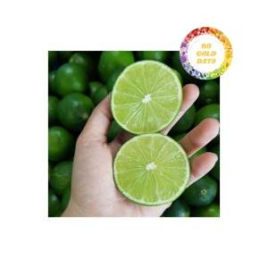 Citron vert frais du Vietnam sans graines de qualité supérieure pour les acheteurs en gros avec une fraîcheur durable et une grande valeur - Product Image 4