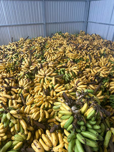 Collation de fruits tropicaux naturels, chips de jackfruit séchées croustillantes, Vietnam - Product Image 4