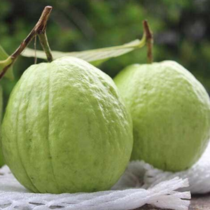Top-Grade Tropical Guava | Fresh, <b>Sweet</b> & Nutritious | Bulk Orders | Natural, Convenient for Smoothies & Juices - Product Image 3
