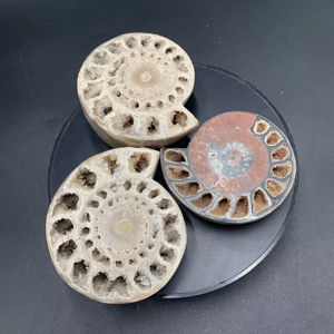 หินแอมโมไนต์ธรรมชาติจากติมอร์ ขัดเงาครึ่งหนึ่ง สำหรับตกแต่งบ้าน ตกแต่งภายใน ของสะสม งานศิลปะจากแร่ธาตุ - Product Image 1