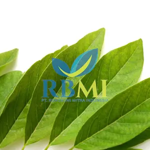 premium quality soursop leaves FROM Indonesia with COMPETITIVE PRICE