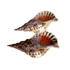 Conchas de trompeta de alta calidad, aspecto limpio y natural, perfecto para tiendas de recuerdos, colecciones marinas, temas de acuarios - Product Image 4