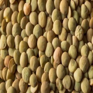 ถั่วเลนทิลเขียวอินเดียเกรดพรีเมียม ออร์แกนิก ไม่ใช่พืช GMO ได้รับการรับรองมาตรฐานออร์แกนิกและมาตรฐาน EU สำหรับการส่งออกจำนวนมาก มีจำหน่าย - Product Image 1