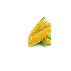 Maíz amarillo de alimentación animal seco a la venta - Product Image 4