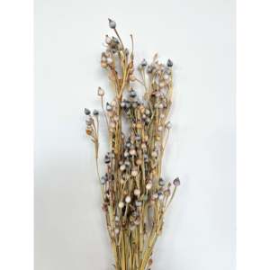 Fleur séchée Jali Jali - Product Image 1